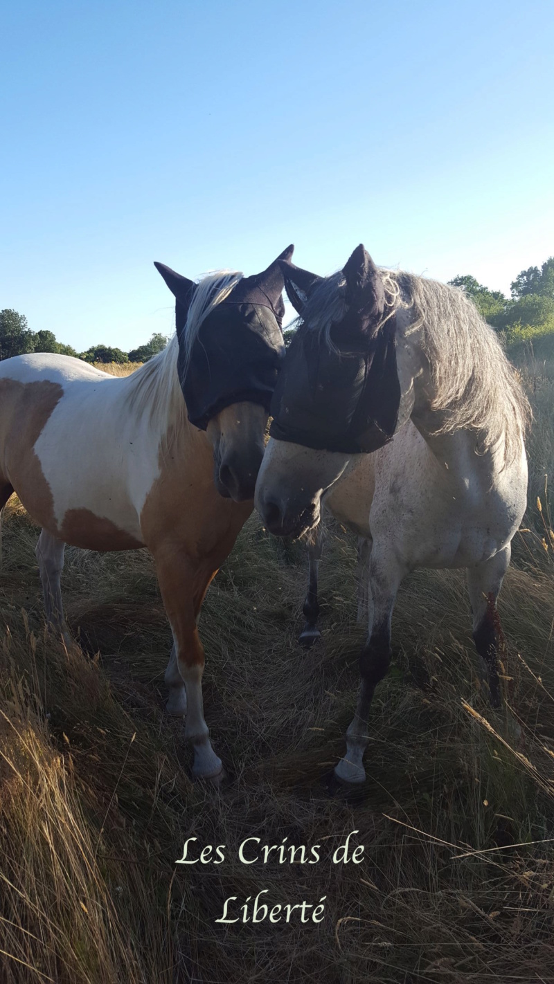 Dpt 44, 12 ans, Zen et Tzigann, hongres PS et ONC, adoptés par Violette 20180710