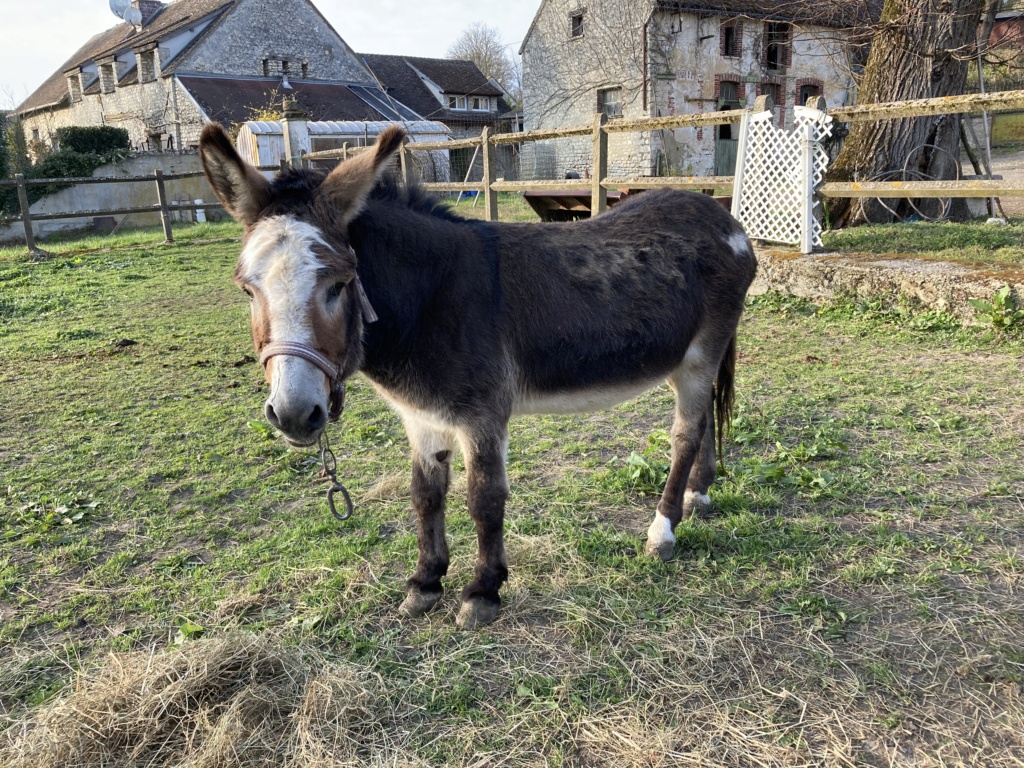 Dpt 77, 13 ans, Vivi, âne entier, sauvé par Cécile 256d1d10