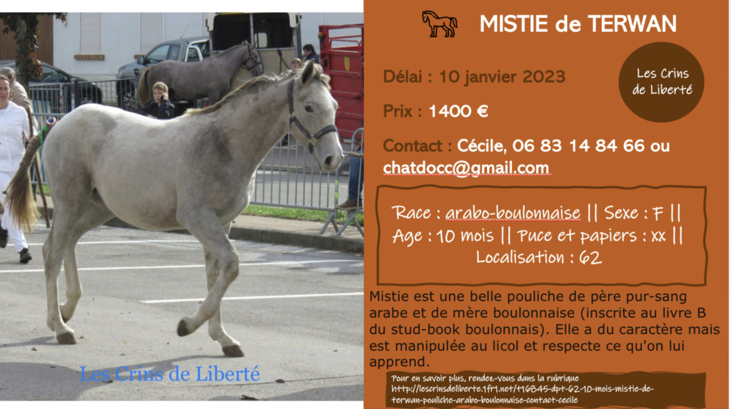 Dpt 62, 10 mois, Mistie de Terwan, arabo-boulonnaise, sauvée par Roberta en Italie (2022) 33e11f10