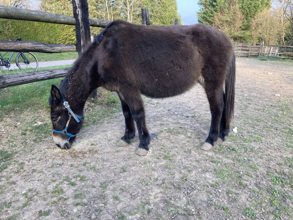 Dpt 77, 27 ans, Mélodie, mule, sauvée par Ingrid A180e910