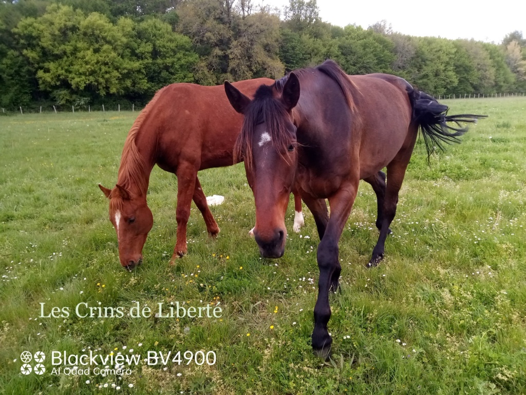 Dpt 17, 4 ans, Jasper de Cravans, adopté par Lauryne (juin 2023) Img_2011