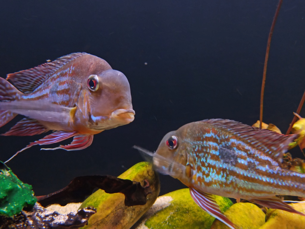 Geophagus winemilleri LÓPEZ-FERNÁNDEZ & TAPHORN, 2004 - Página 7 Img_2034