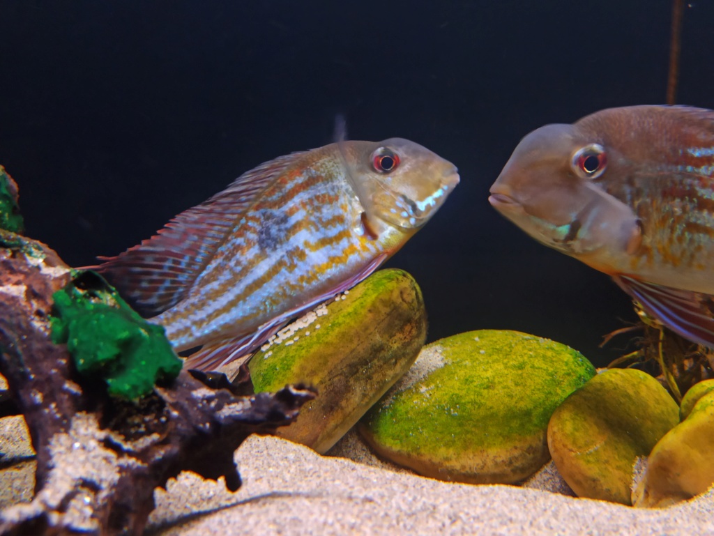 Geophagus winemilleri LÓPEZ-FERNÁNDEZ & TAPHORN, 2004 - Página 7 Img_2037