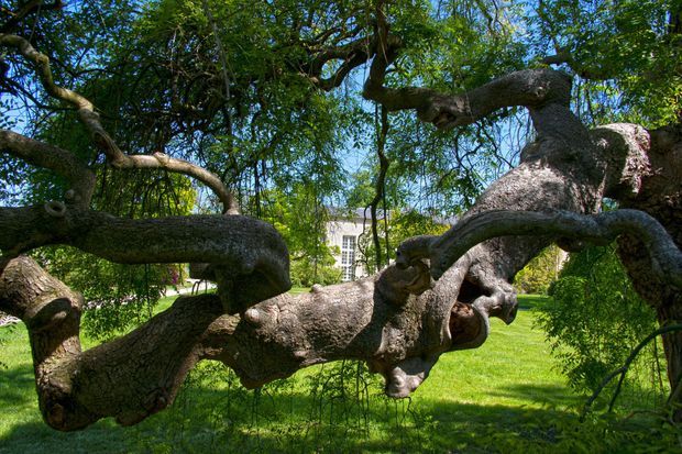 Les arbres admirables du domaine de Versailles Sophor10