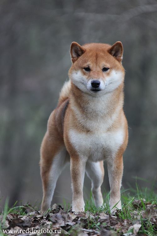 Щенки питомника AKAGITSUNE Img_3410