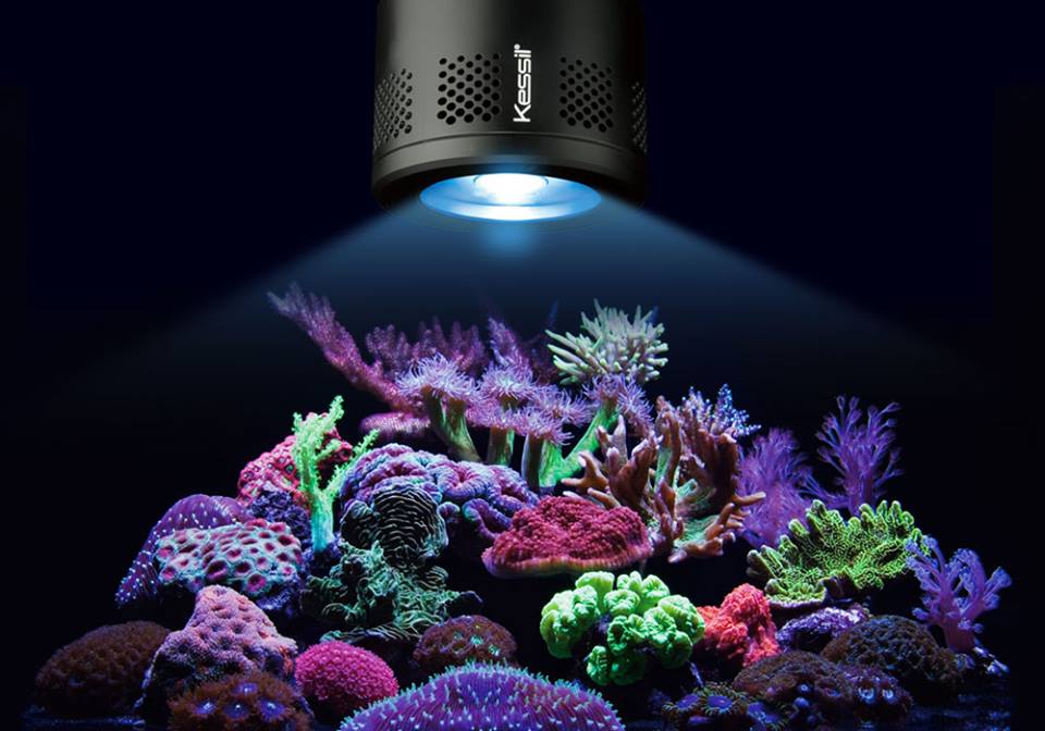 Kessil lampu aquarium 510