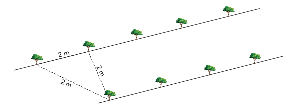 [UERJ/2024.2] Problema das árvores - triângulo equilátero  Uerj2015