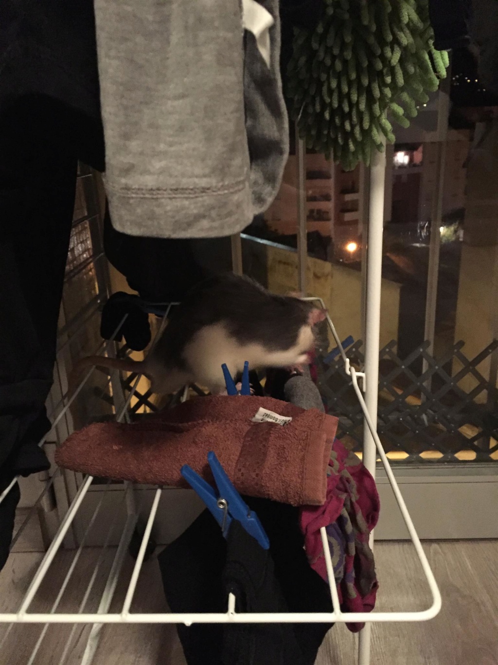 Les Rats Sorciers Skype_10