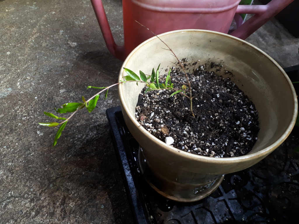 Dwarf Pomegranate Day 1... 20180910