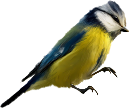 Défi du 8 Novembre /  Oiseau bleu & jaune Oisobl10