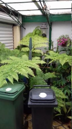 Cyathea australis ? 20191110