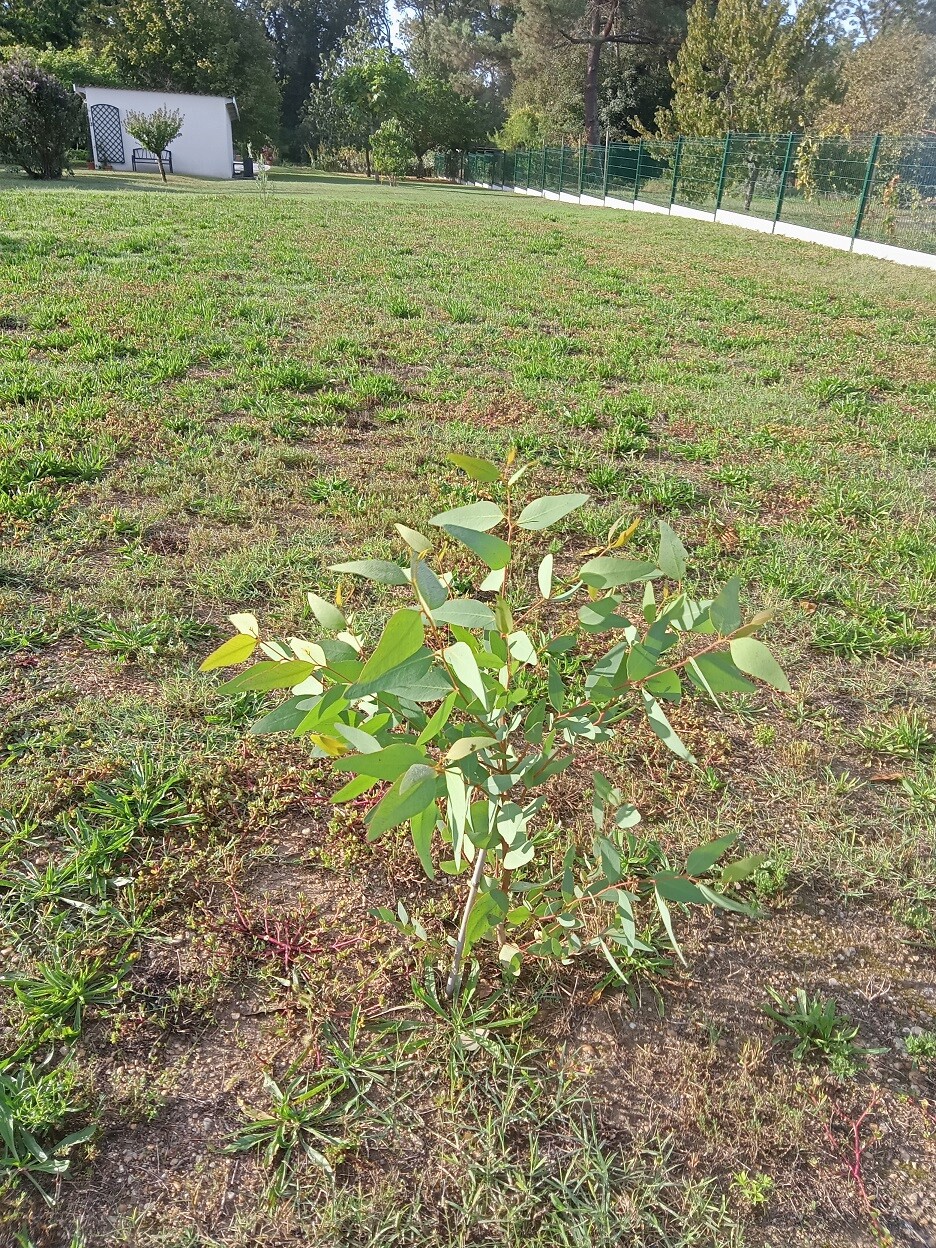 Eucalyptus leucoxylon subsp. megalocarpa - Page 2 Eucaly11