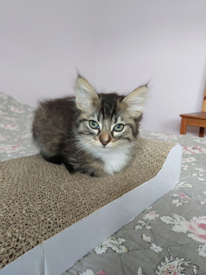 Pablo, chaton tigré gris marron & blanc, poils mi longs, né le 15/04/2019 20190620