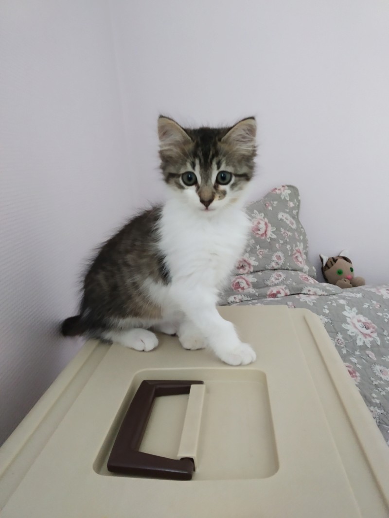 Pistou, chaton tigré gris marron & blanc, poils mi longs, né le 15/04/2019 20190625