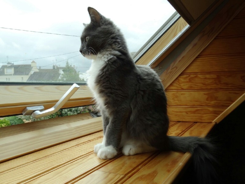 Pompon, chaton mâle européen à poil mi long gris et blanc, né le 25/03/2019 20190810
