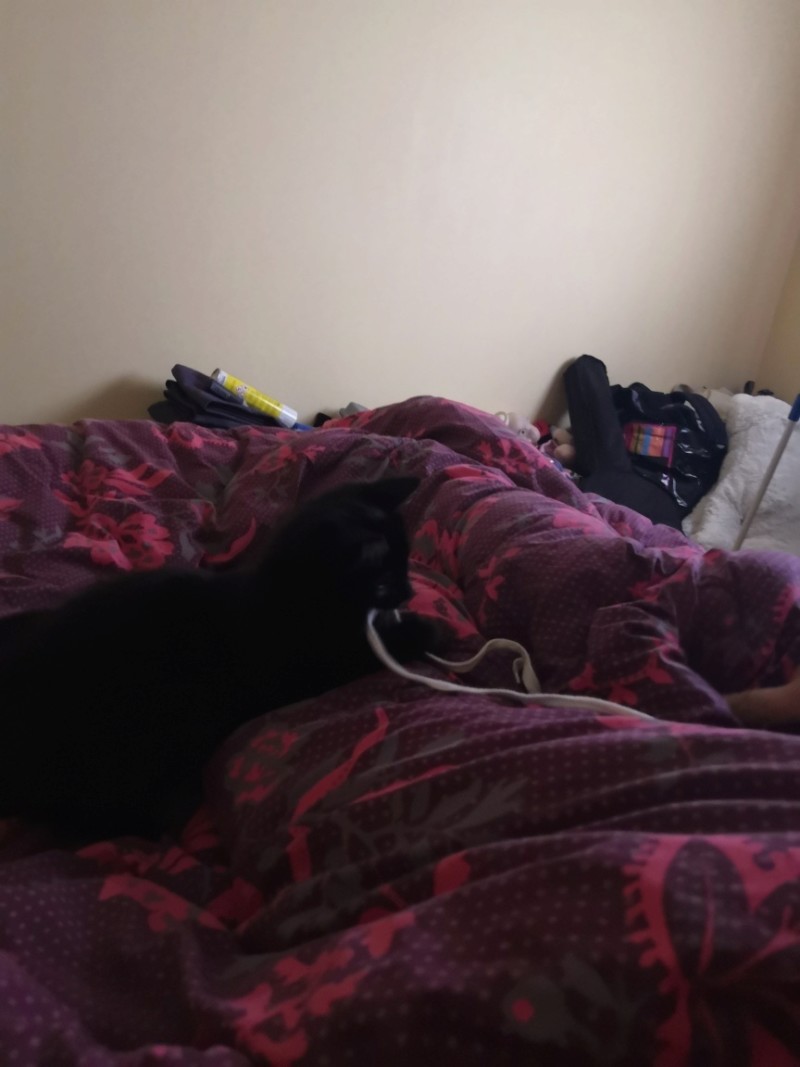 PEMA, chatonne européenne noire mi-longs, née le 30/04/19 20190831