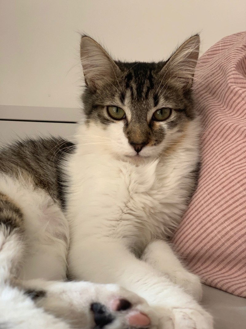 Pistou, chaton tigré gris marron & blanc, poils mi longs, né le 15/04/2019 20190911