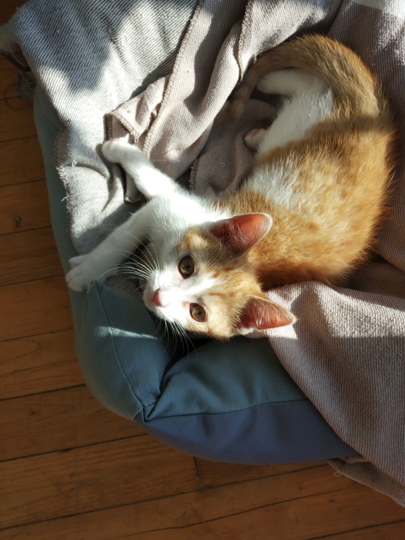 Pipper, chaton mâle roux et blanc, né le 09/08/2019 20191024