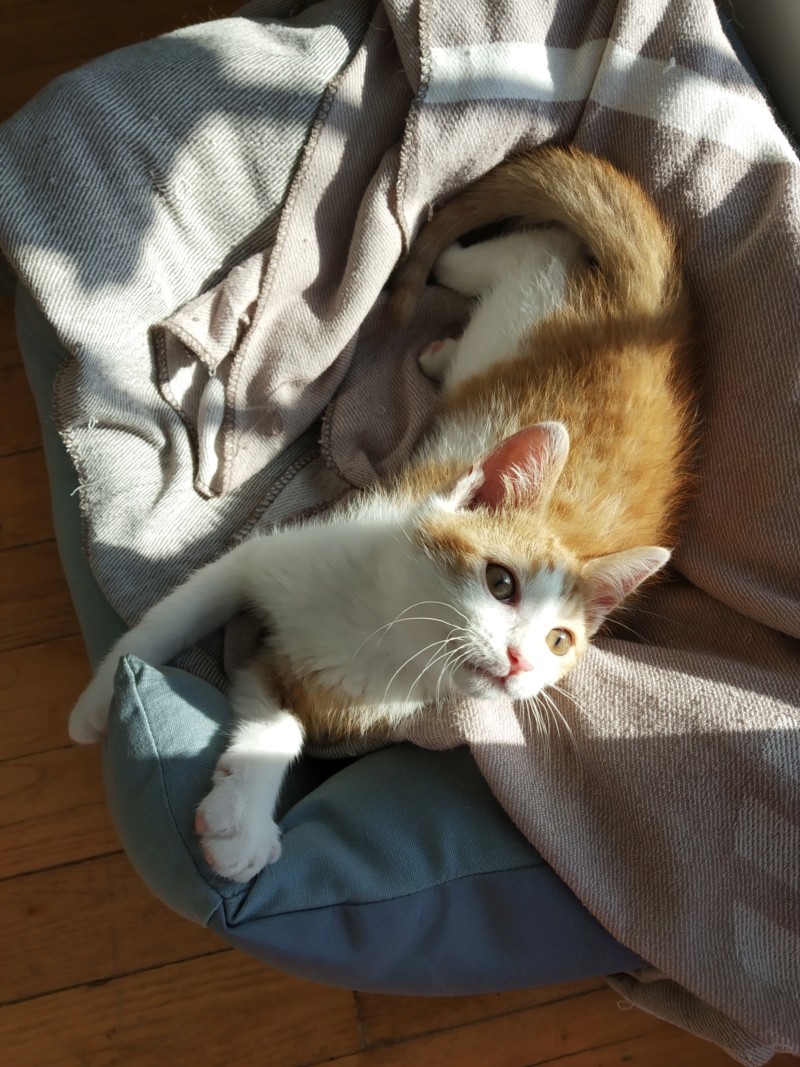 Pipper, chaton mâle roux et blanc, né le 09/08/2019 20191025