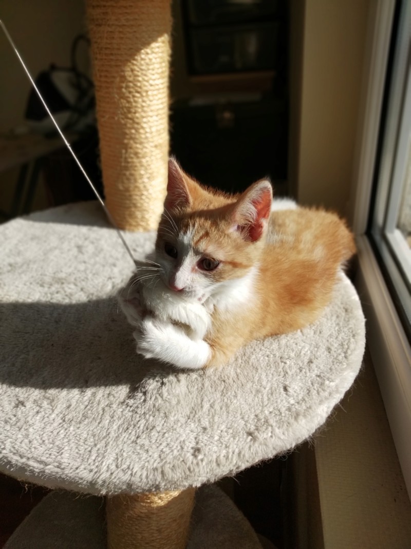 Pipper, chaton mâle roux et blanc, né le 09/08/2019 20191026