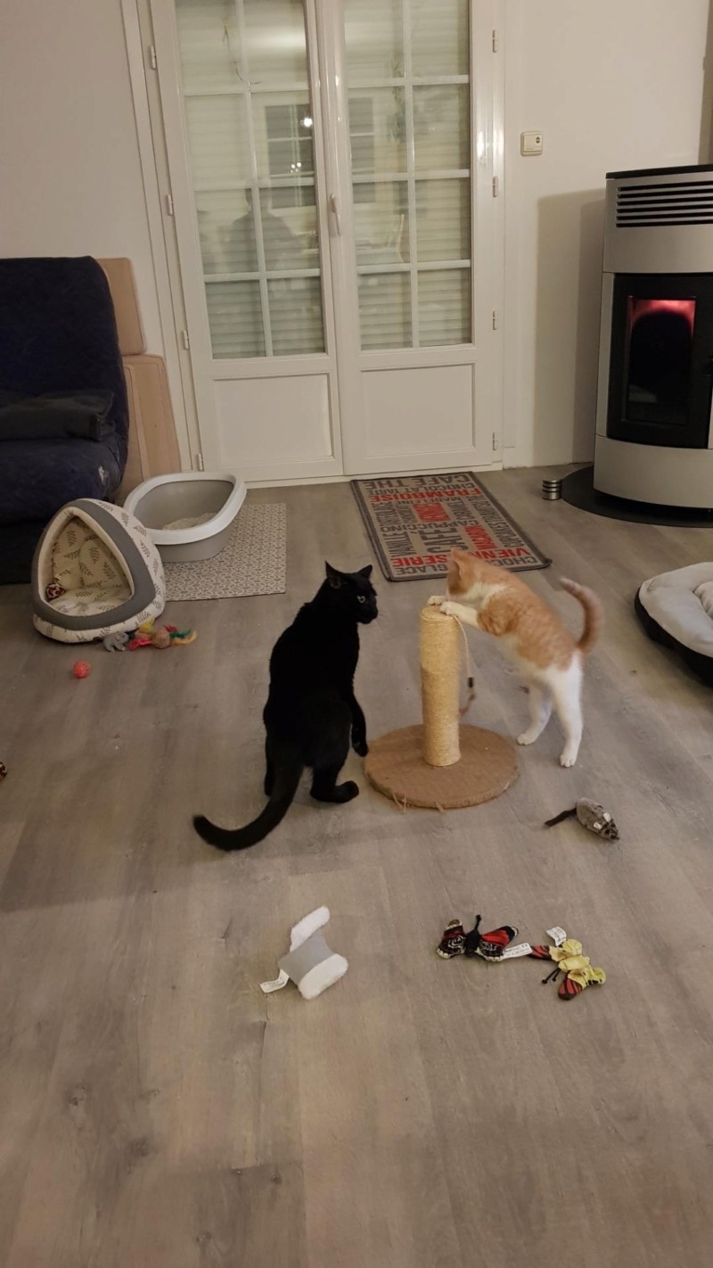 Pipper, chaton mâle roux et blanc, né le 09/08/2019 20191030