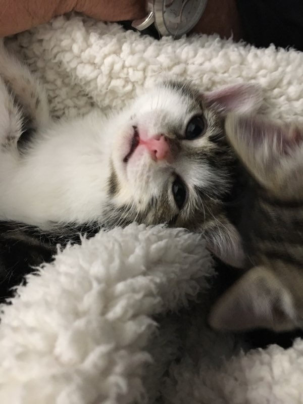 Pyla, chaton femelle de type européen marron et blanc, née le 02/09/2019 20191121