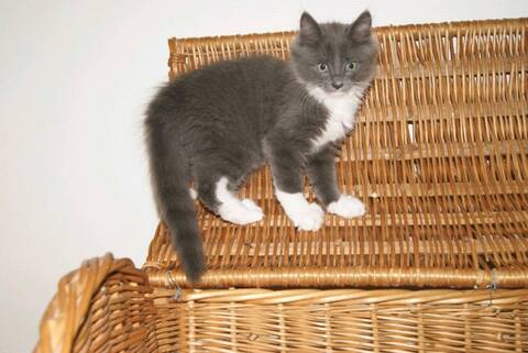 Pompon Chaton Male Europeen A Poil Mi Long Gris Et Blanc Ne Le 25 03 19 Pompon Chaton Male Europeen A Poil Mi Long Gris Et Blanc Ne Le 25 03 19