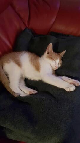 Pipper, chaton mâle roux et blanc, né le 09/08/2019 20191027