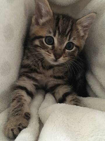 Pancho Chaton Male Tigre Marron De Type Europeen Ne Le 02 09 19