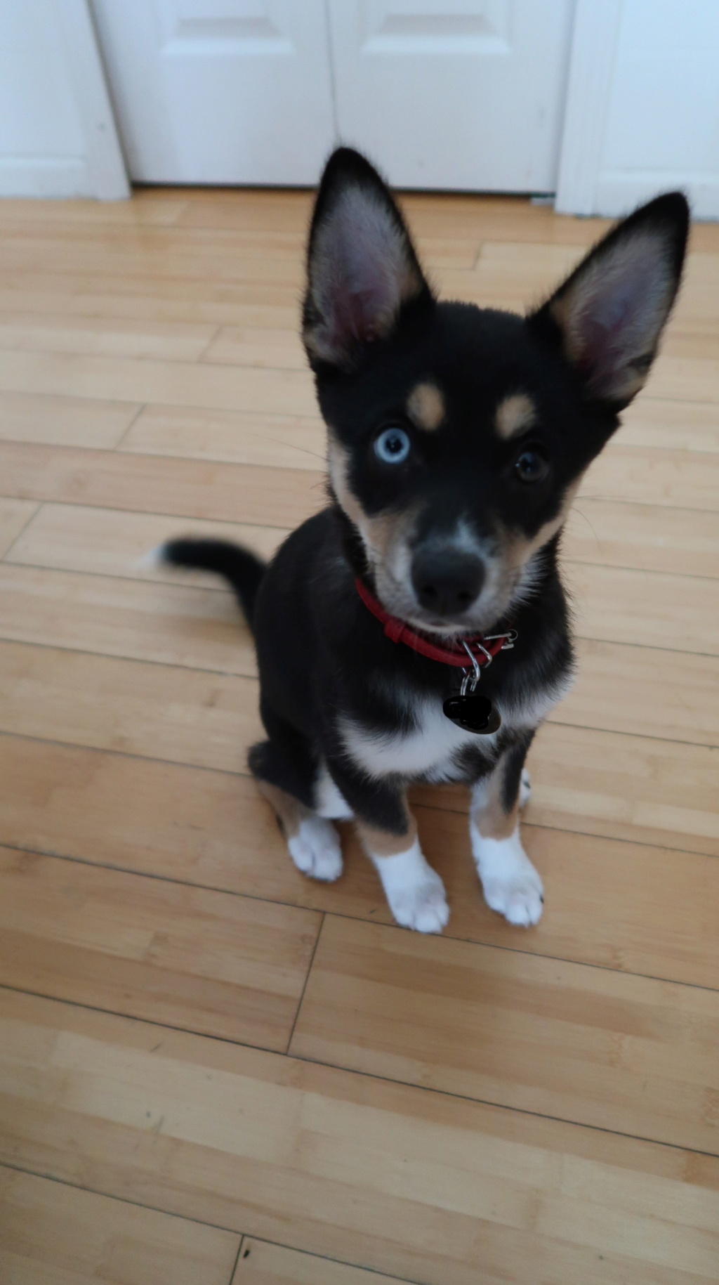 Luna “husky mix” scrapbook 5c867b10