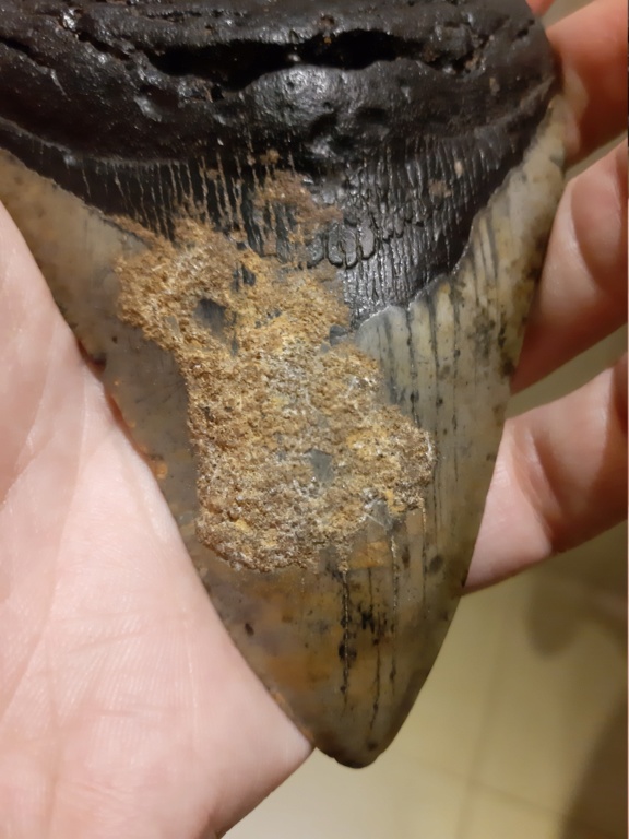 Limpiar diente de megalodón 20191212