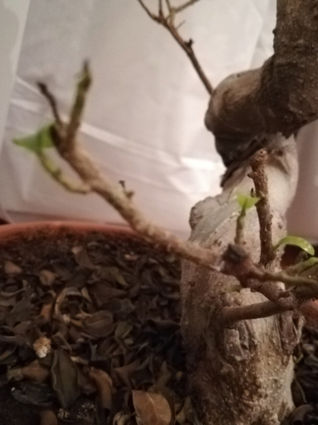 Ficus Ginseng grande - foliazione molto faticosa e filetti bianchi X21xni10