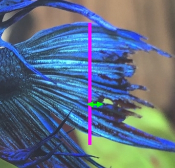 Les nageoires de mon bettas se sont éffilochées puis ont rétréci Coupe10