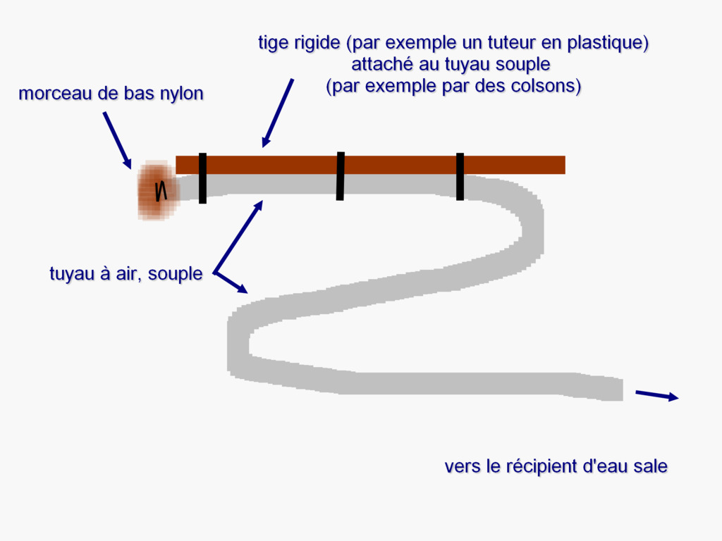 Débutante en tout point avec Mon Betta splendens  - Page 2 Siphon11