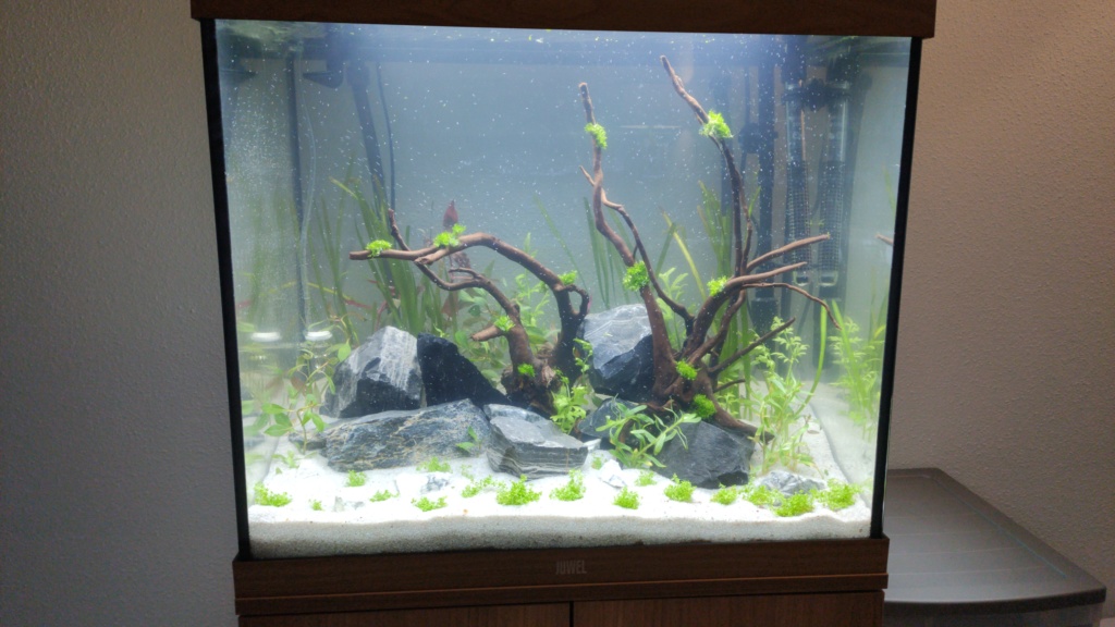 Nouveau membre - nouveau bac - Juwel LIDO 120 LED Img-2011