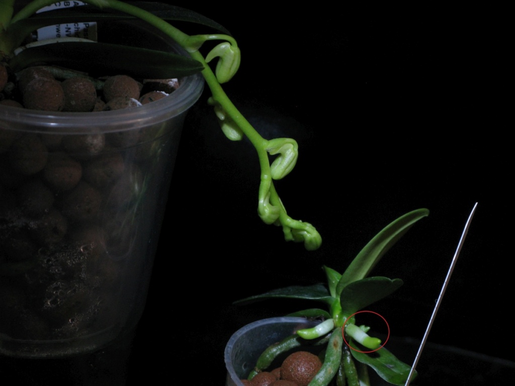 Phalaenopsis japonica ( Sedirea/Aerides japonica) - Seite 5 Img_0210
