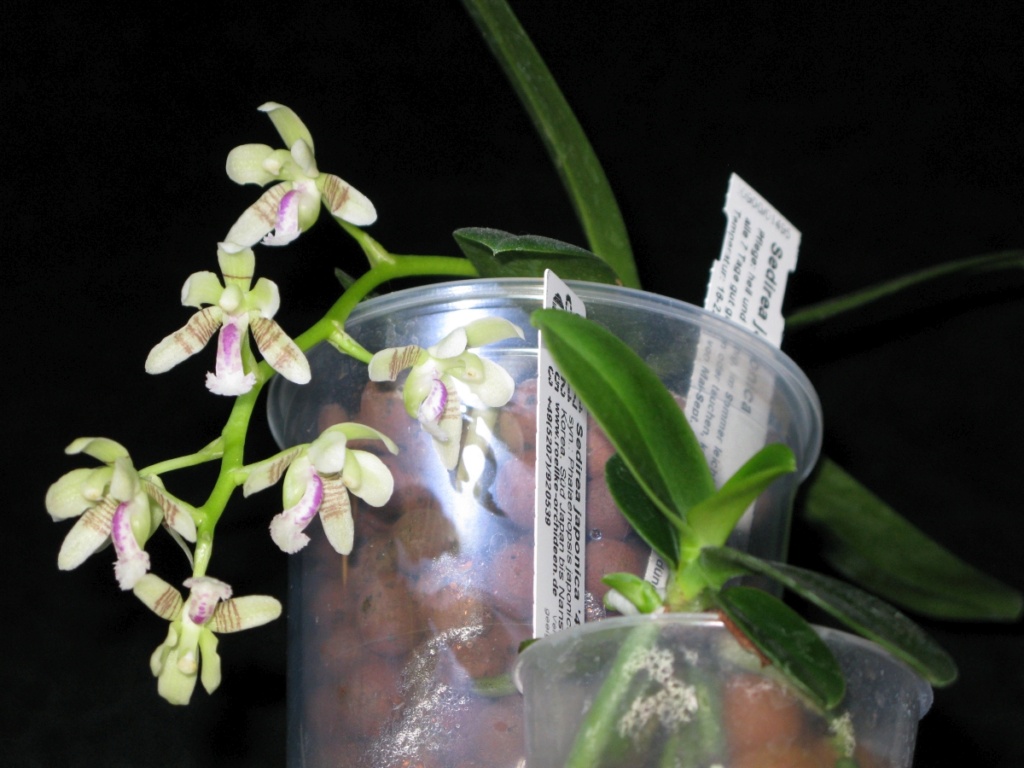 Phalaenopsis japonica ( Sedirea/Aerides japonica) - Seite 5 Img_0213