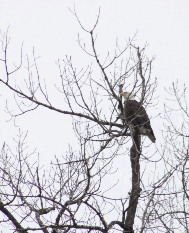 Look who lives in our woods 72e63710