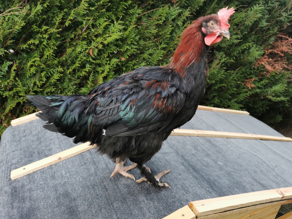 Aider à sexer poussin 4mois Img_2019