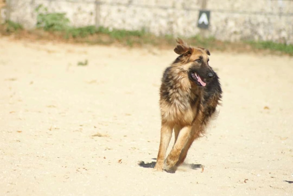 GOLFO (devenu SABIO) - NOIR & FEU - ES (MN) ~ Fb_i2376