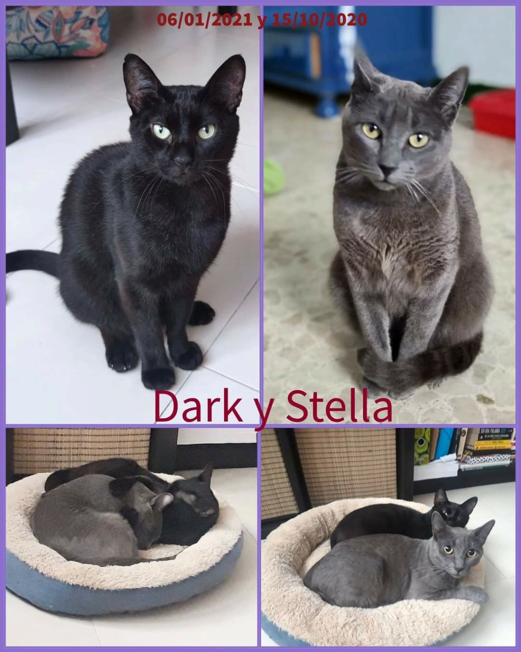 {ADOPTION DOUBLE} DARK (NOIR) & STELLA (GRISE) - ES (CZ-ML)  Fb_i2659