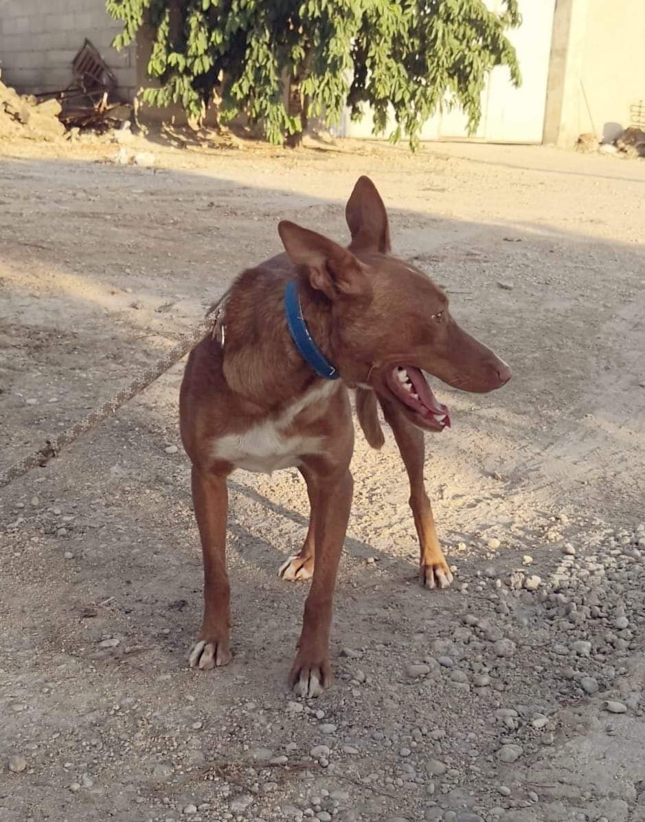 ROMEO - PODENCO - ES (SA) ✓ Fb_i3064