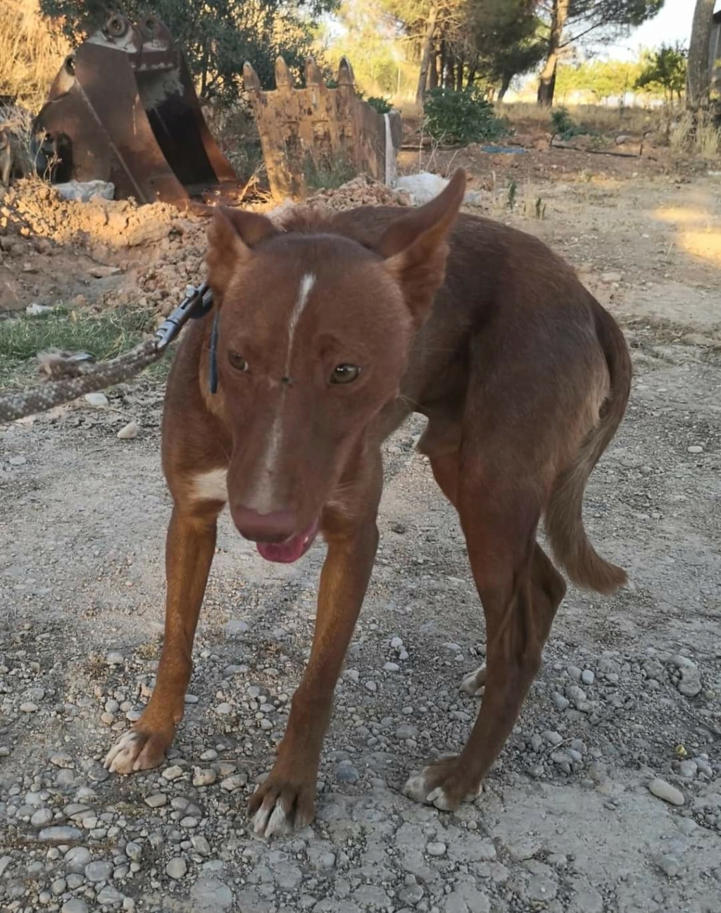 ROMEO - PODENCO - ES (SA) ✓ Fb_i3069