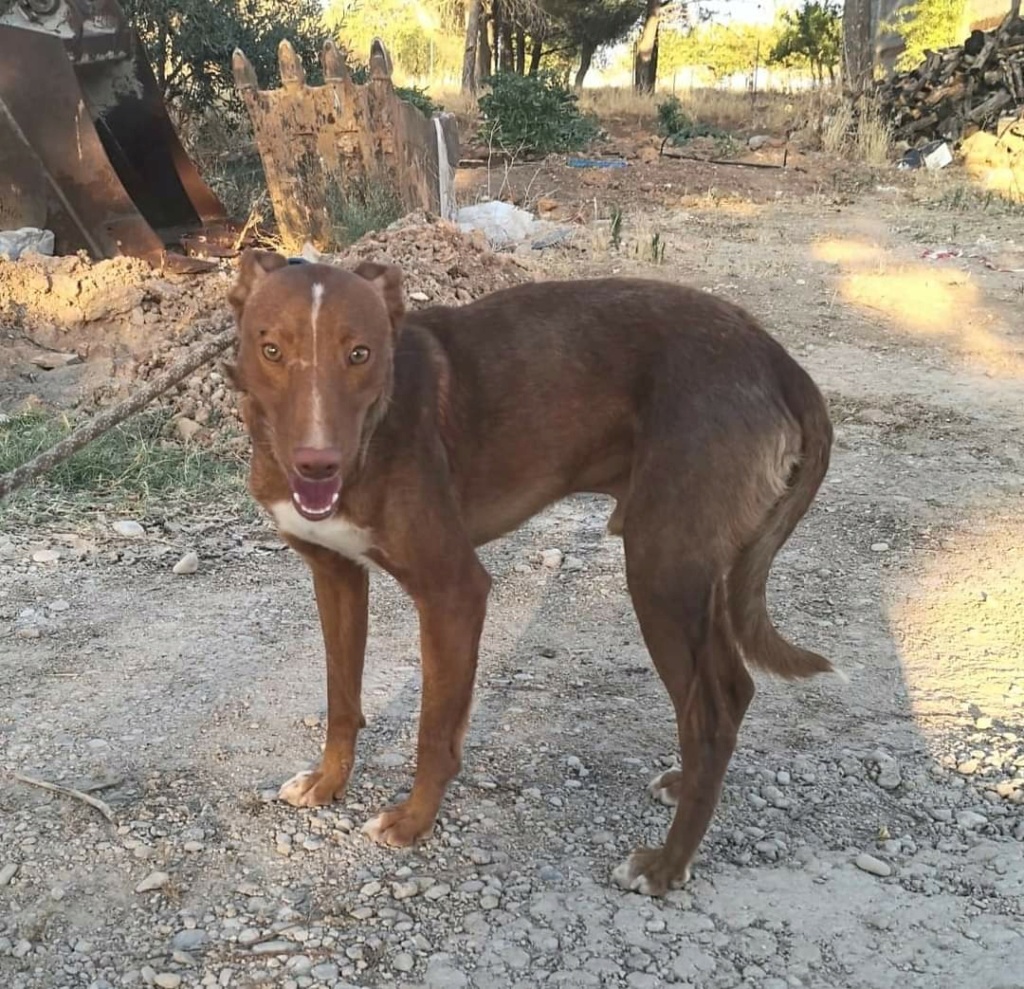 ROMEO - PODENCO - ES (SA) ✓ Fb_i3070