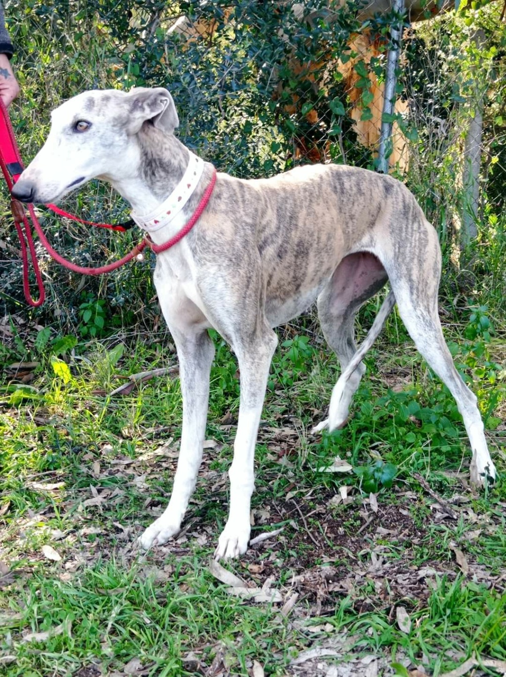 ESPERANZA - GALGA - BRINGÉE - ES (SY)  Fb_i4349