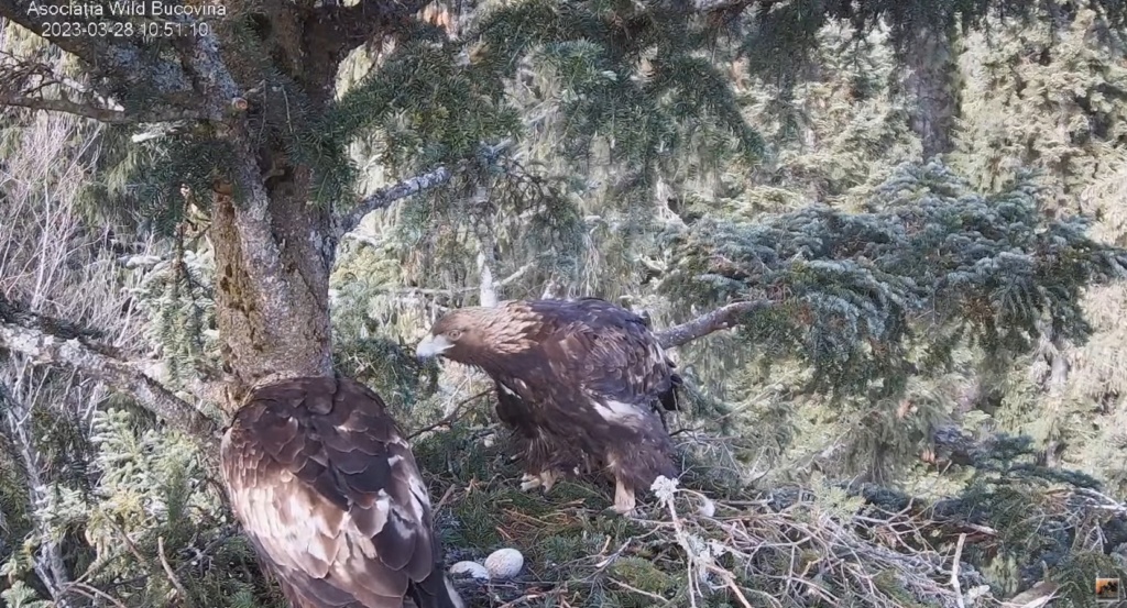 CUIBUL ACVILEI DE MUNTE NR. 2 - THE NEST OF THE GOLDEN EAGLE 2 (AQUILA CHRYSAETOS) 2023 - Page 2 10010