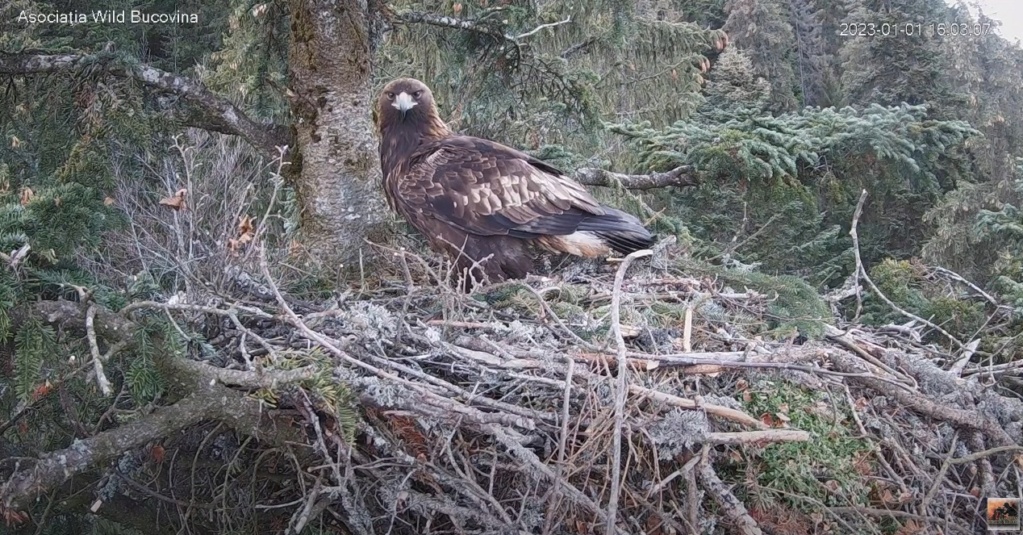 CUIBUL ACVILEI DE MUNTE NR. 2 - THE NEST OF THE GOLDEN EAGLE 2 (AQUILA CHRYSAETOS) 2023 1911