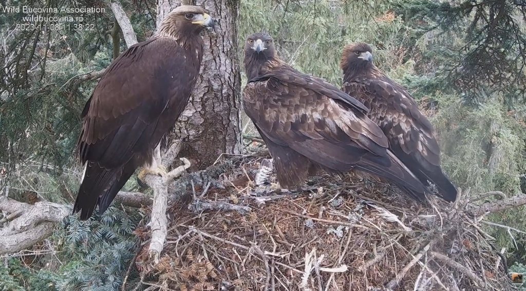 CUIBUL ACVILEI DE MUNTE nr. 1 - THE NEST OF THE GOLDEN EAGLE no.1 (AQUILA CHRYSAETOS) 2023-2024 1b10