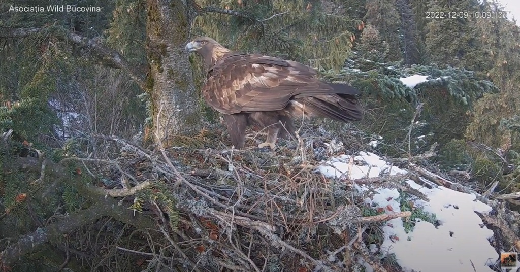 CUIBUL ACVILEI DE MUNTE NR. 2 - THE NEST OF THE GOLDEN EAGLE 2 (AQUILA CHRYSAETOS) 2023 511