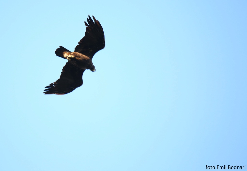 CUIBUL ACVILEI DE MUNTE NR. 2 - THE NEST OF THE GOLDEN EAGLE 2 (AQUILA CHRYSAETOS) 2023 - Page 14 719a1711